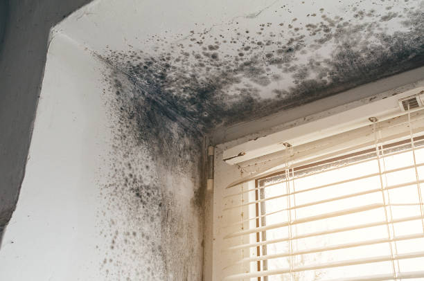 Affordable Mold Remediation solutions in Aydlett, NC